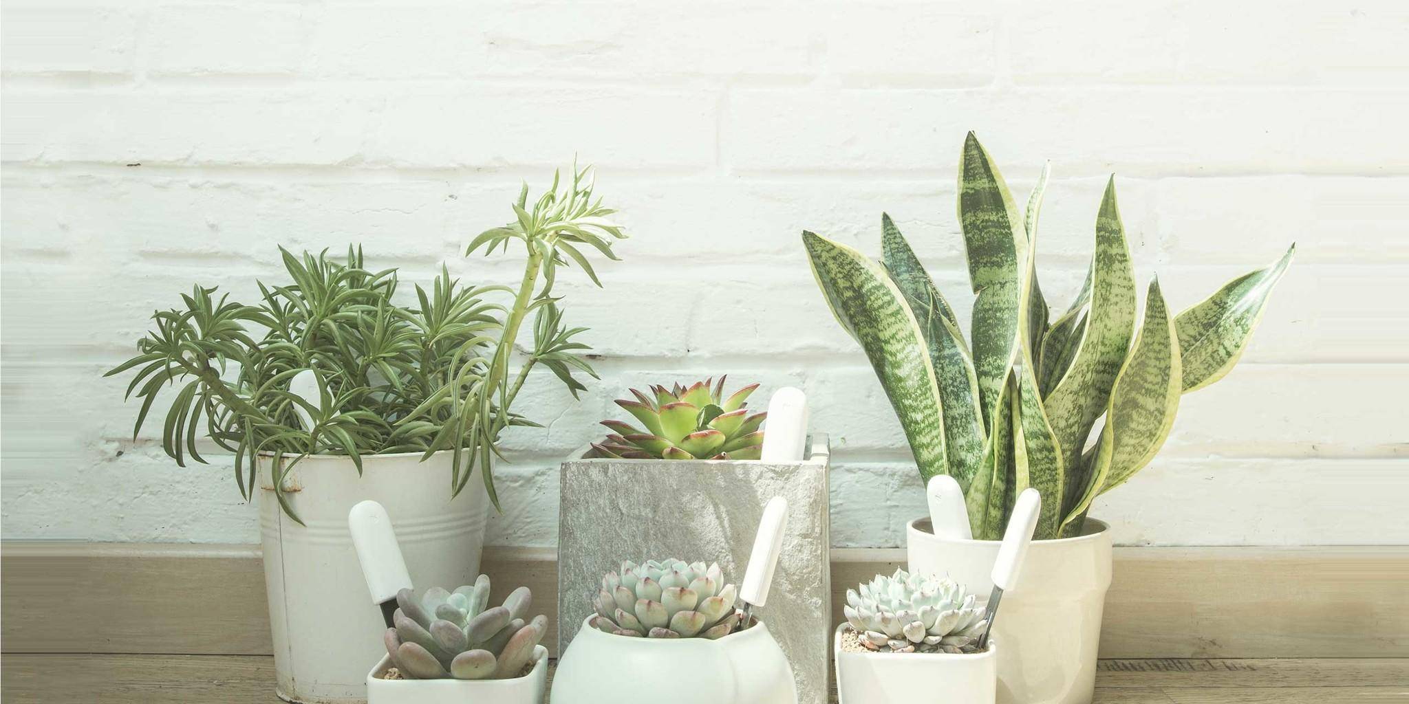 Xiaomi Mi Flora Care Plant Sensor, Smart Pflanzenmonitor