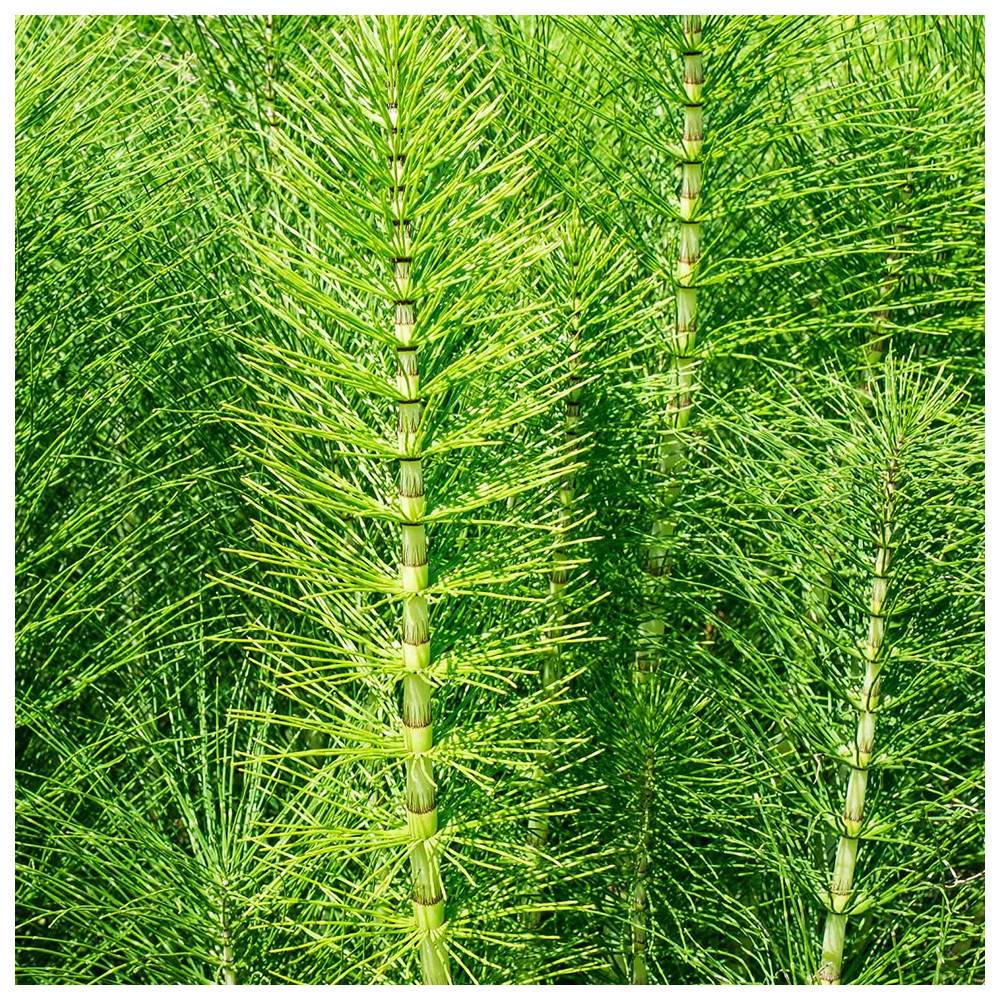 Andermatt Schachtelhalmpeletts zur Pflanzenstärkung, 700 g