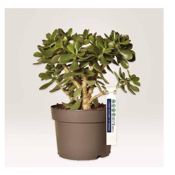 AVERY Zweckform Anhänger-Schlaufe, Folie, 160 x 17 mm, weiß