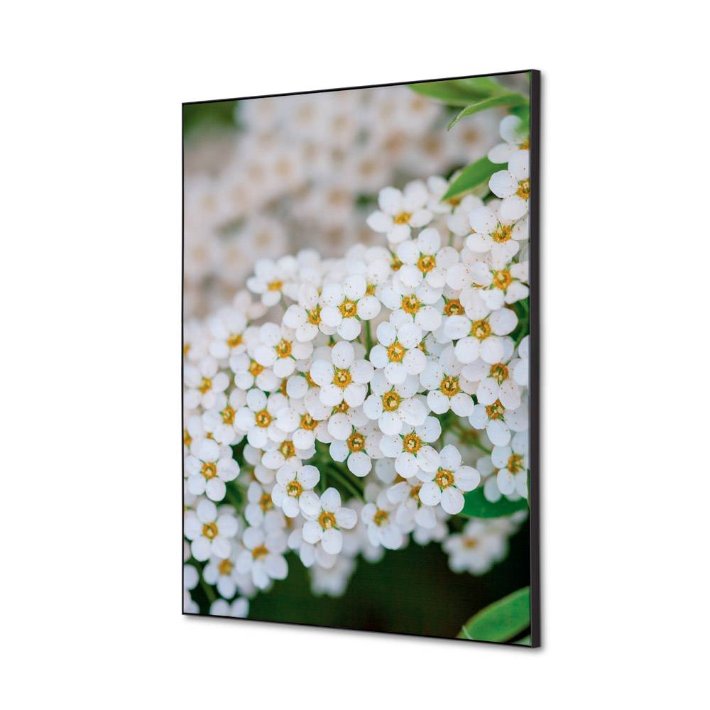 Wanddekoration Set A2 Weiße Blume Spirea