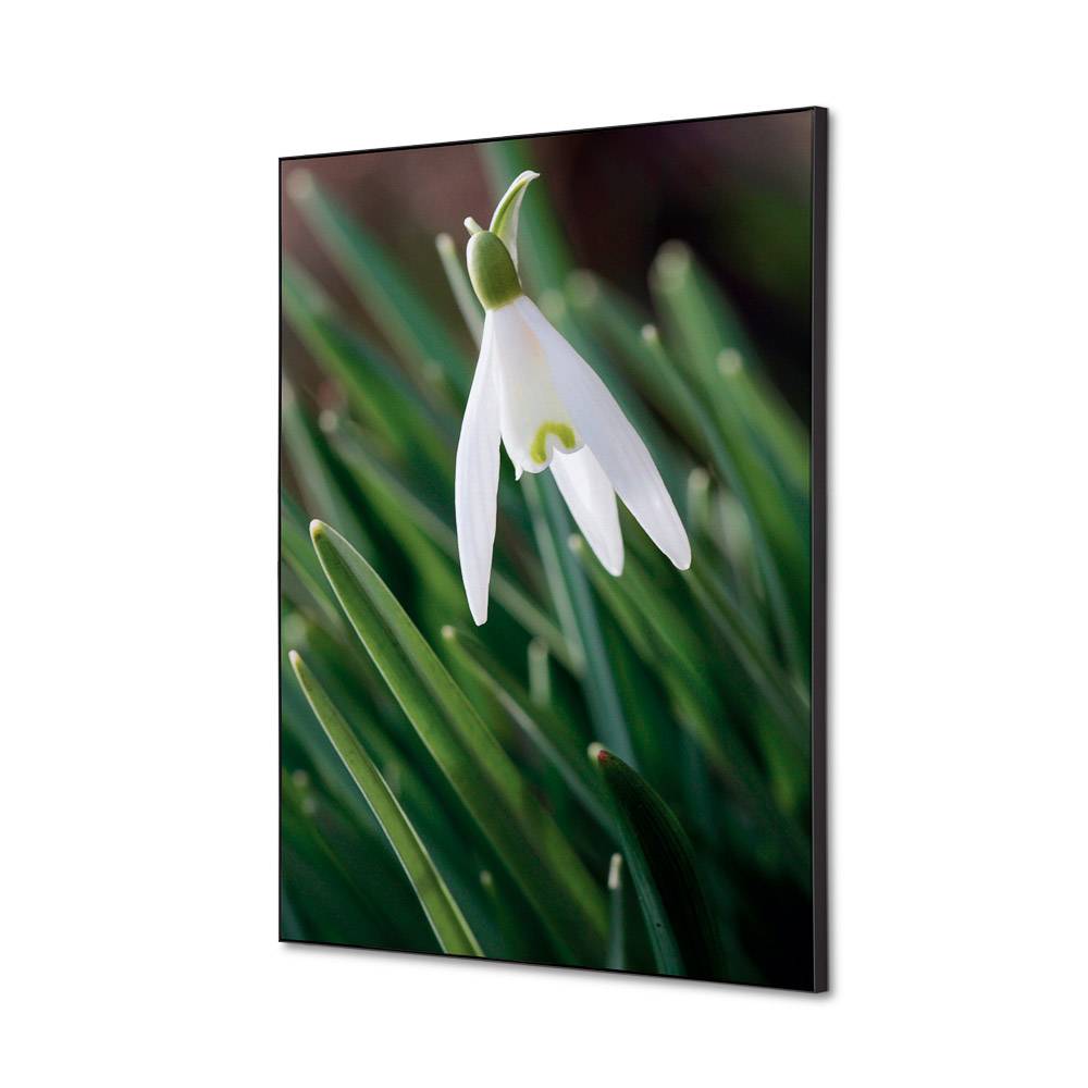 Wanddekoration Set A2 Blume Schneeglöckchen