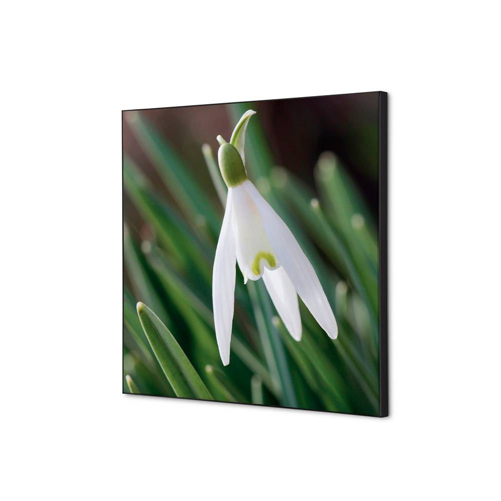 Wanddekoration Set 40x40 Blume Schneeglöckchen