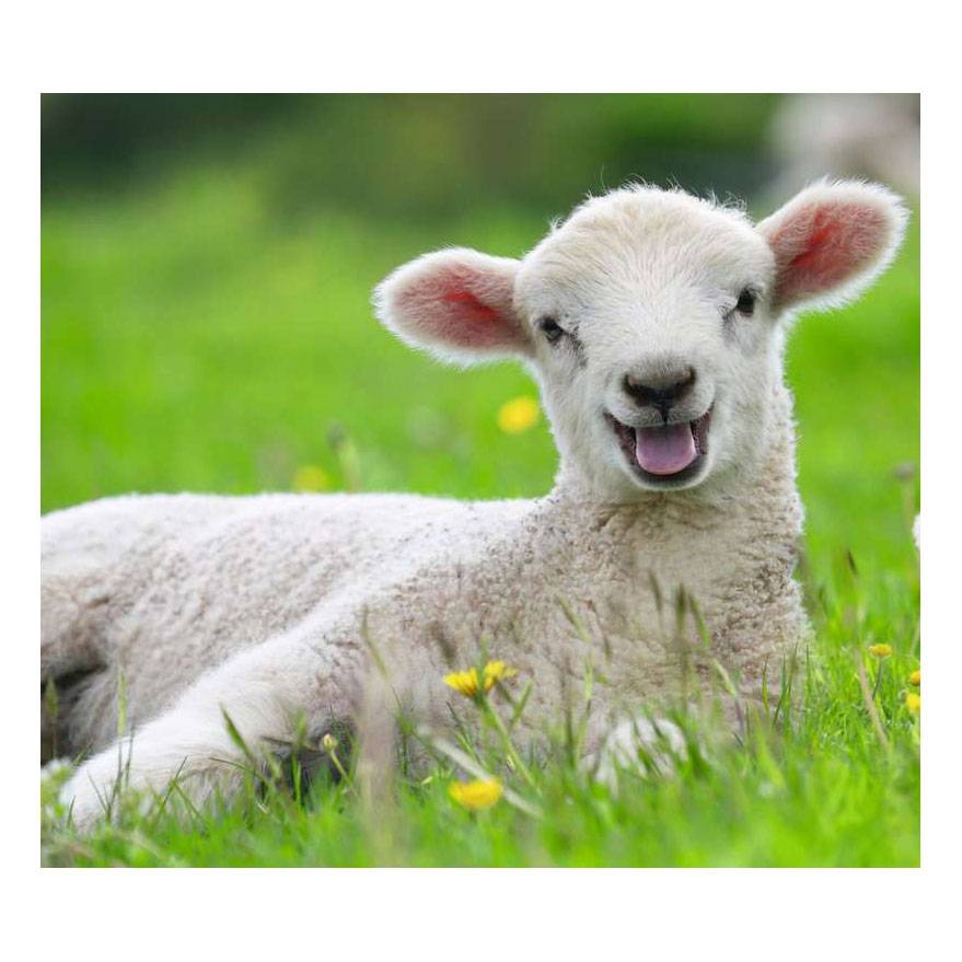 Ravensburger , 1x -04005556057184