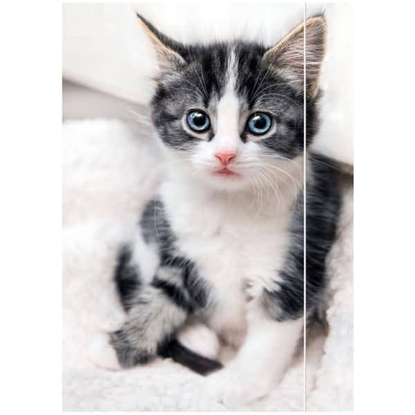 Zeichenmappe A3 Karton 350g/qm Gummizug Katze