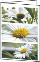 Sigel Motif Card Romance - Glänzend - A6 (105 x 148 mm)