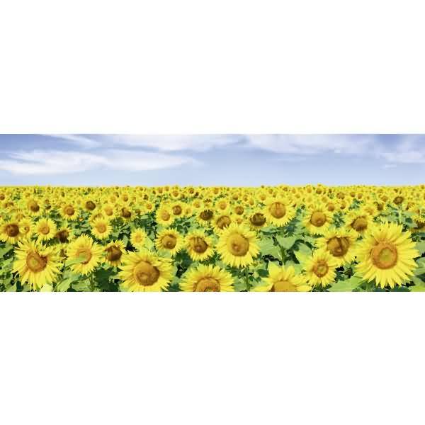 Mini-Tischlichter Ambiente 57 VE=5 Stück