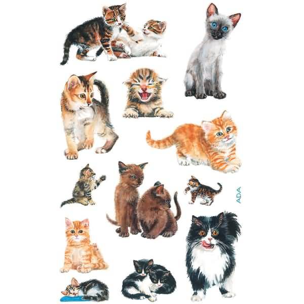 Sticker 76x120mm Papier 3 Bogen Motiv Katzenbabies