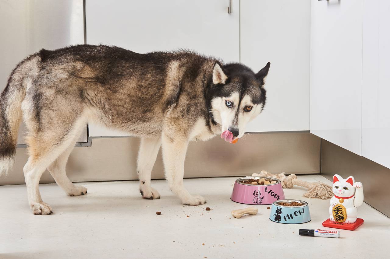 edding 500 Permanentmarker sortiert (10er Faltschachtel)