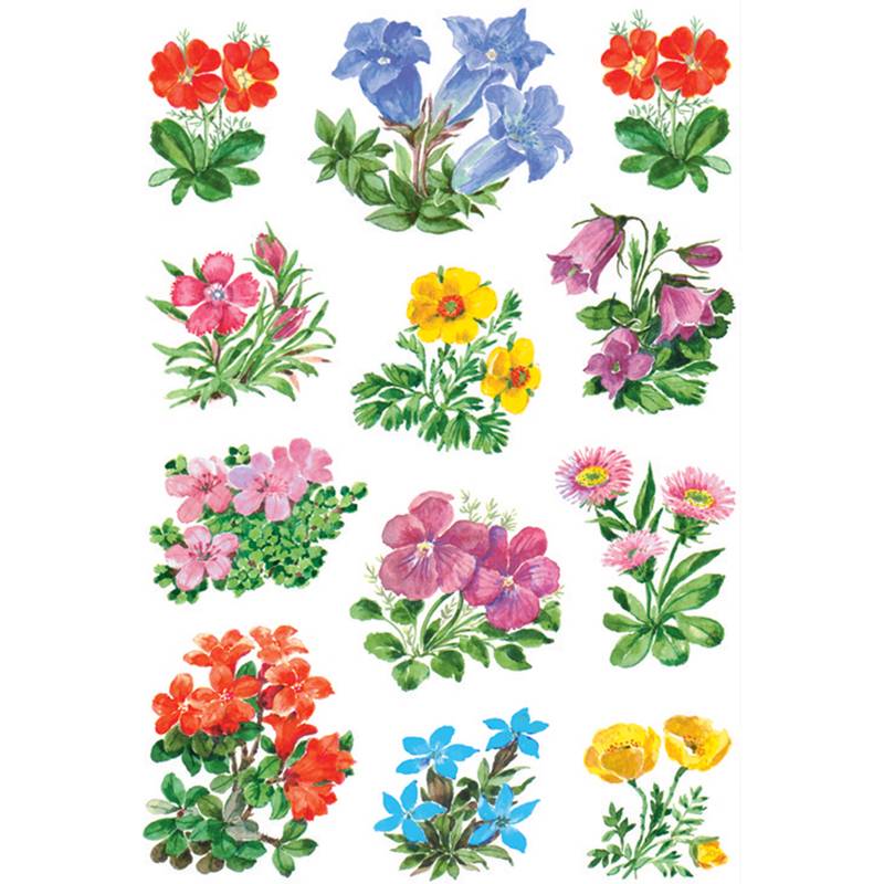 Aquarellillustrationsblatt mit assotierten Wildblumen und Blüten in Rot, Blau, Rosa, Gelb, Lila und Orange, jeweils als separate Pflanzengruppe auf weißem Hintergrund dargestellt.