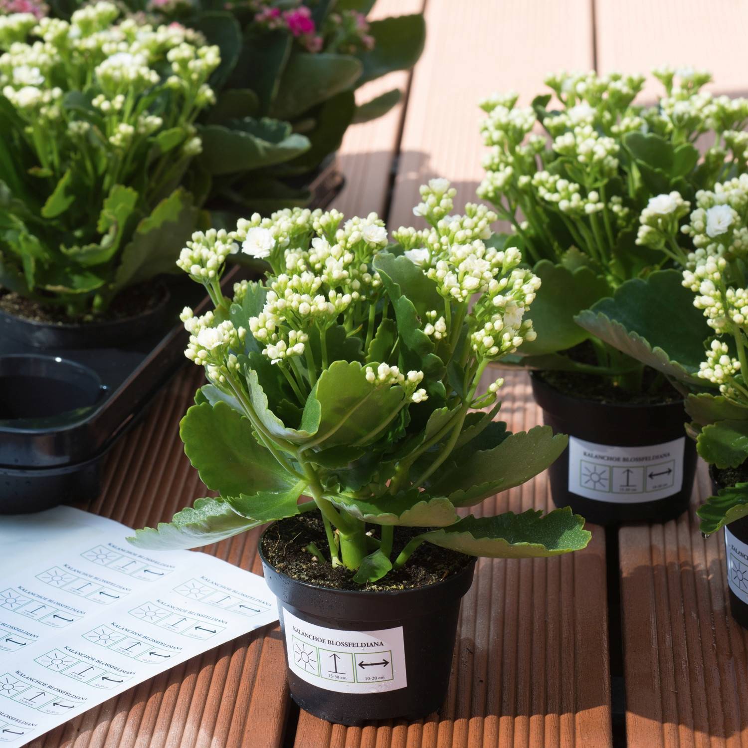 HERMA Special - Matt - selbstklebend, entfernbarer Klebstoff - weiß - 97 x 42.3 mm 240 Etikett(en) (20 Bogen x 12)