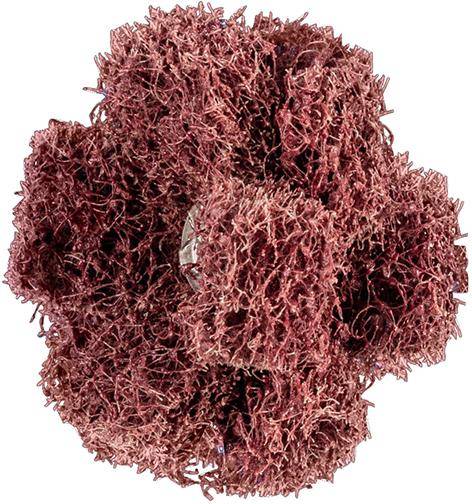 Schleifstern Polinox T 38-3 A 80 Pferd