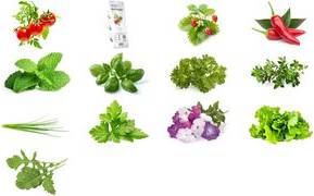 emsa Substratkapsel CLICK&GROW KORIANDER SMART SOIL Technologie, Enthält hochwertiges Saatgut,