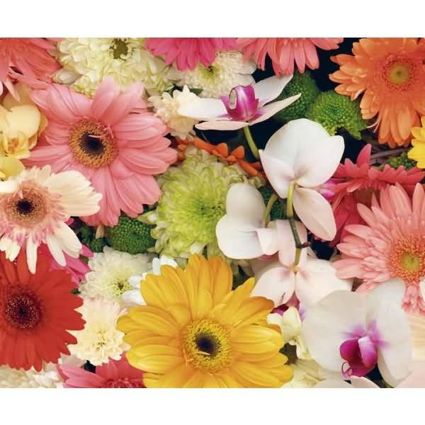 Motiv-Fotokarton 300g/qm 49,5x68cm Sommerblumen