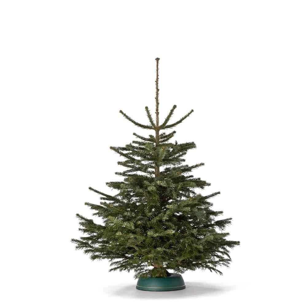 Weihnachtsbaum „Der smarte Sven“ mind. 130 cm