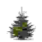 Weihnachtsbaum „Der charmante Leander“ mind. 150 cm
