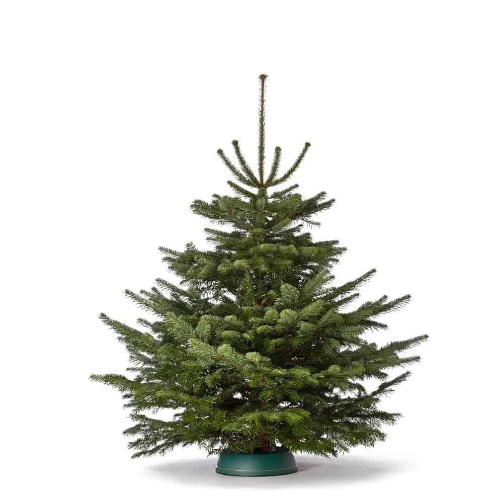 Weihnachtsbaum „Der charmante Leander“ mind. 150 cm