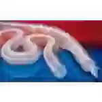 Abs./Gebläseschl PROTAPE PUR 301 AS 80mm 5m STRECKE Abs./Gebläseschl PROTAPE PUR 301 AS 80mm 5m STRECKE