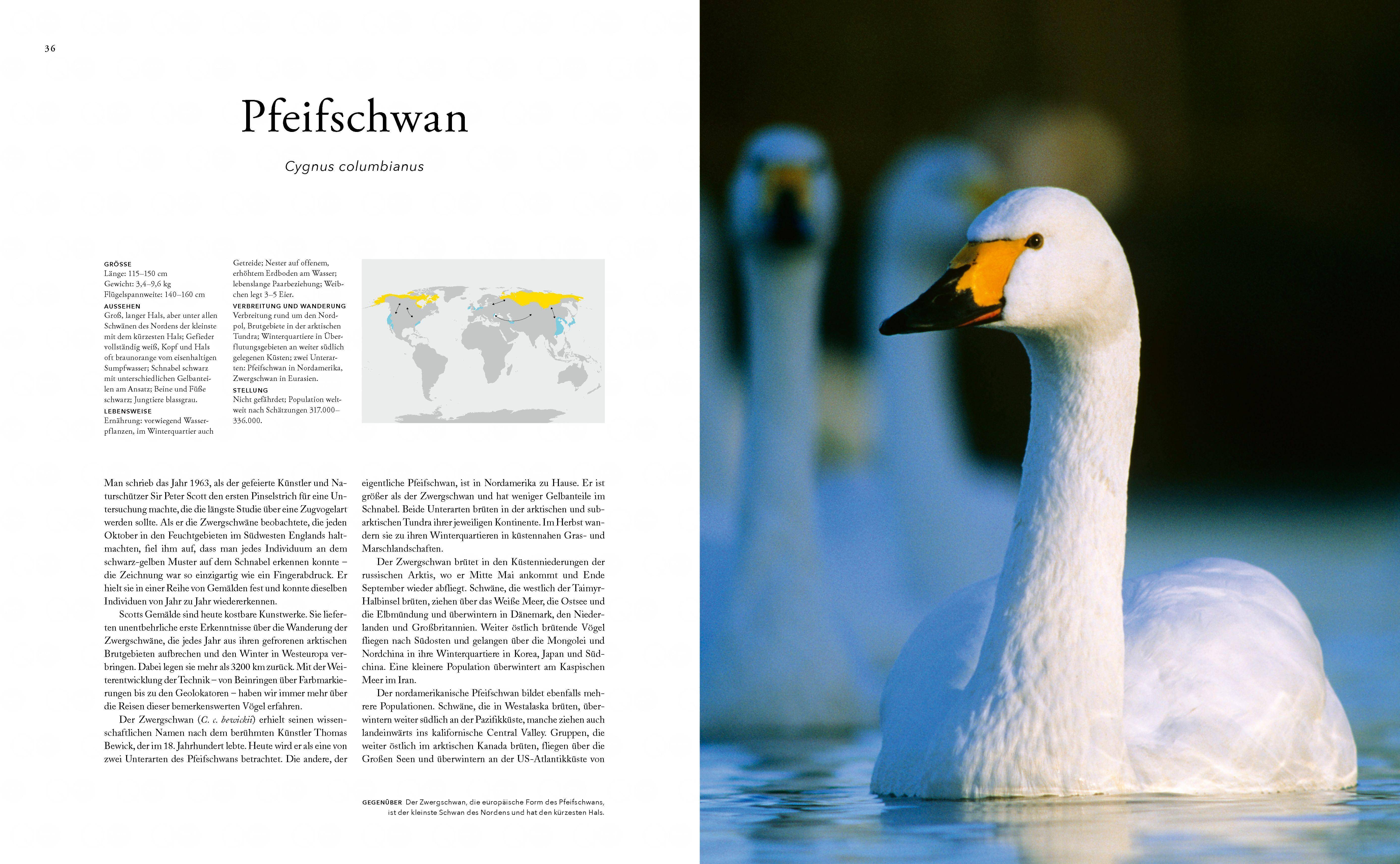 Zugvögel Reisewege und Überlebensstrategien