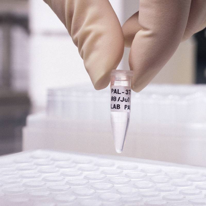 Behandschuhte Hände halten ein beschriftetes Mikrocentrifugenröhrchen über eine Laborplatte und deuten darauf hin, dass eine wissenschaftliche Probe vorbereitet oder übertragen wird.
