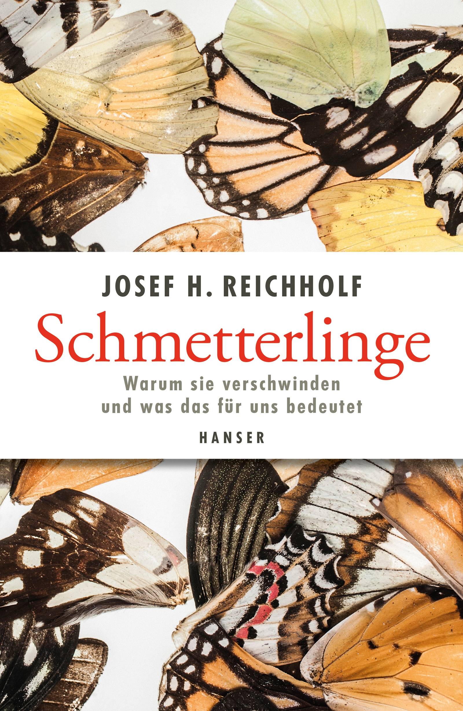 Schmetterlinge Warum sie verschwinden und was das für uns bedeutet