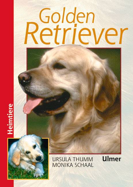 Golden Retriever Heimtiere