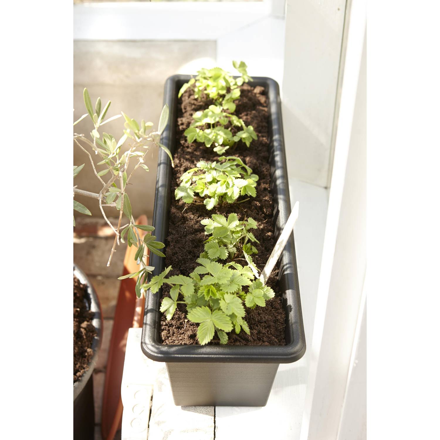 ORTHEX Balkonkasten Botanica 80cm, schwarz