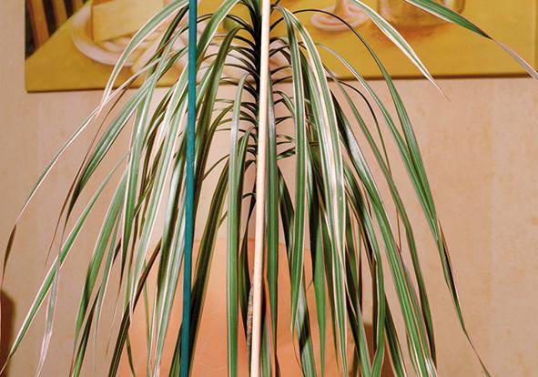 Splittstab natur Ø 4-4,5mm 50cm 10er Bund Floraworld - Artikel: 4047883004448