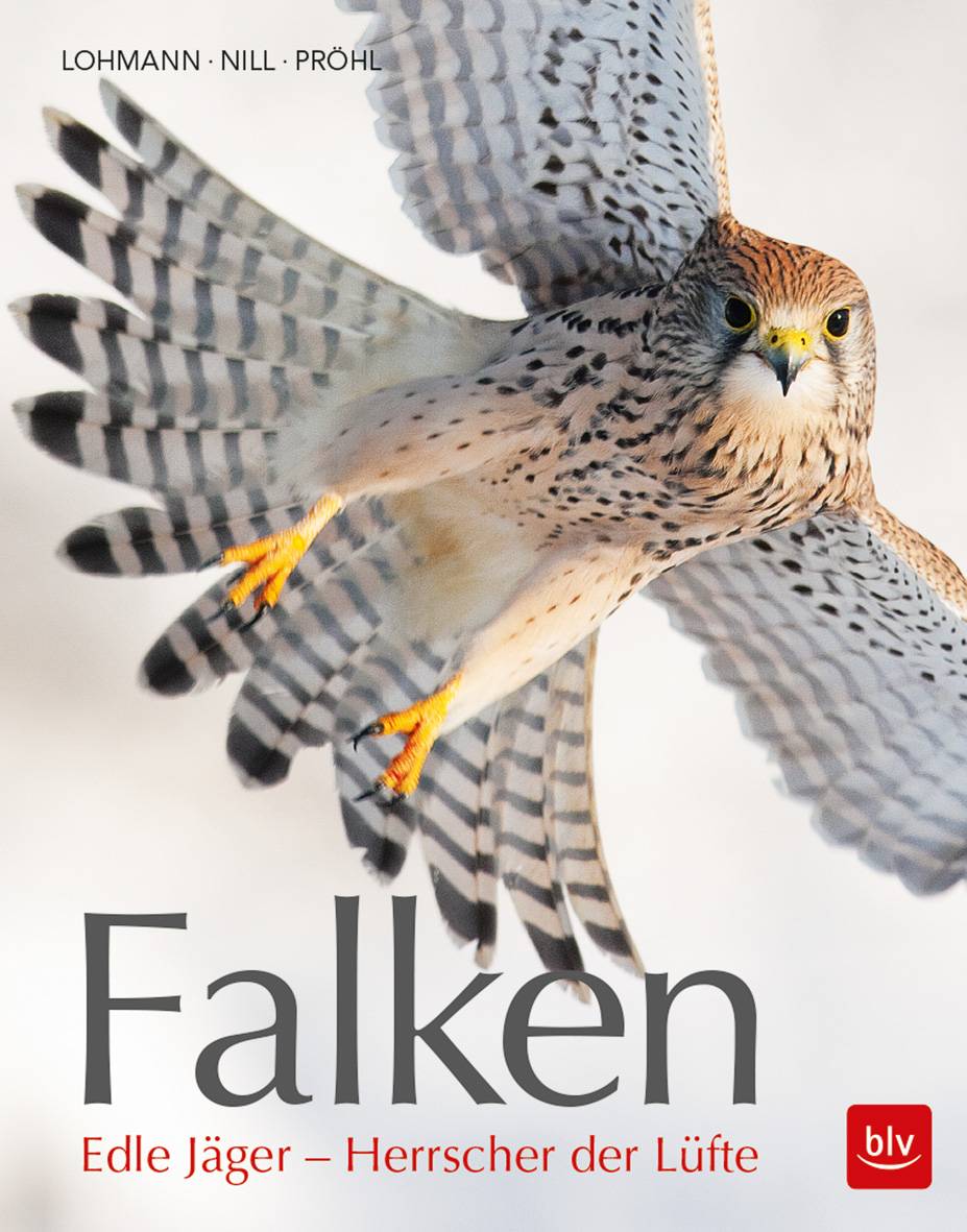 Falken Edle Jäger - Herrscher der Lüfte