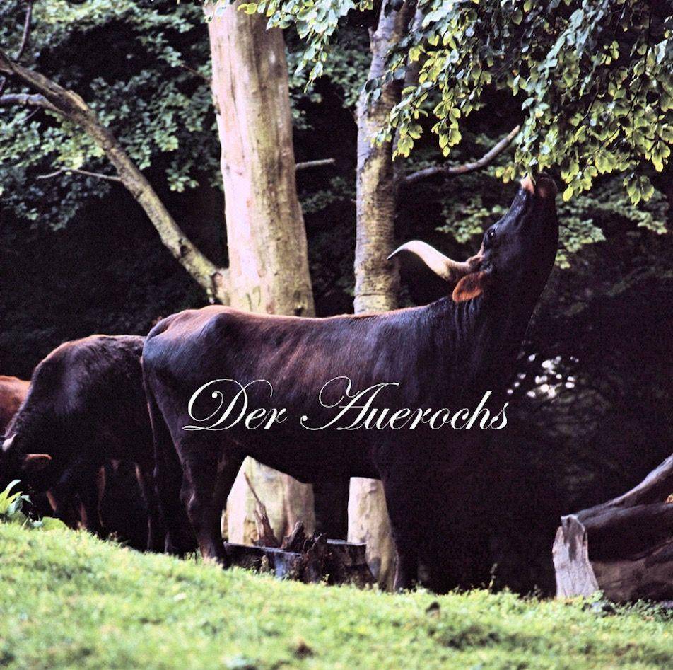Der Auerochs Das Europäische Rind