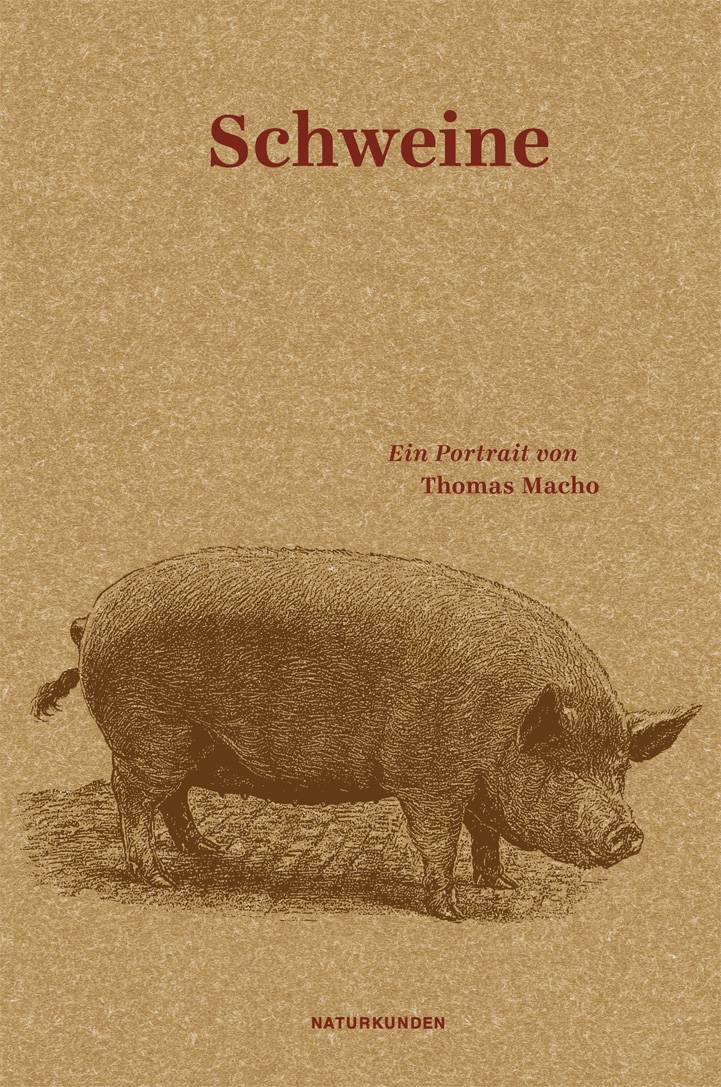 Schweine Ein Portrait