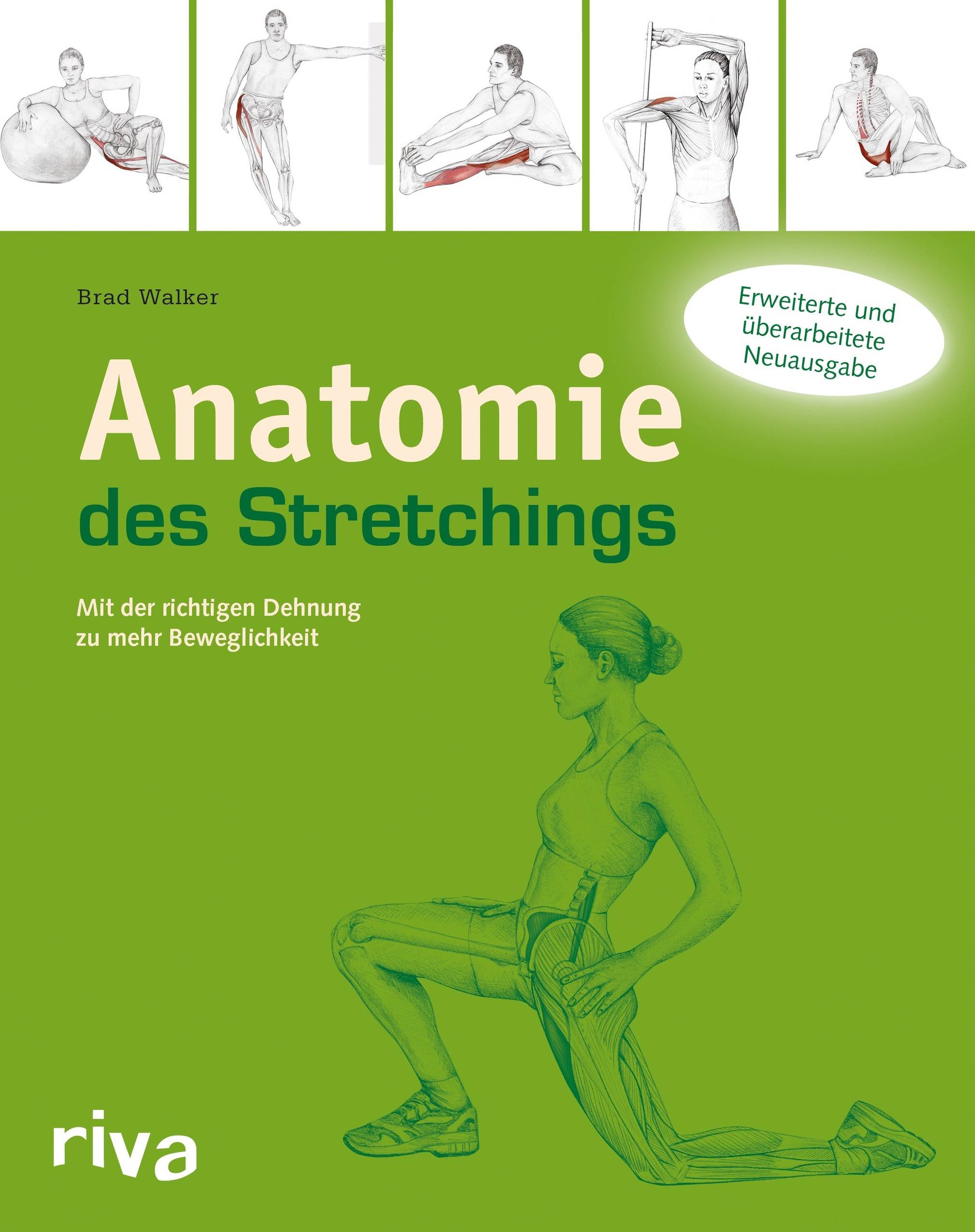 Anatomie des Stretchings Mit der richtigen Dehnung zu mehr Beweglichkeit