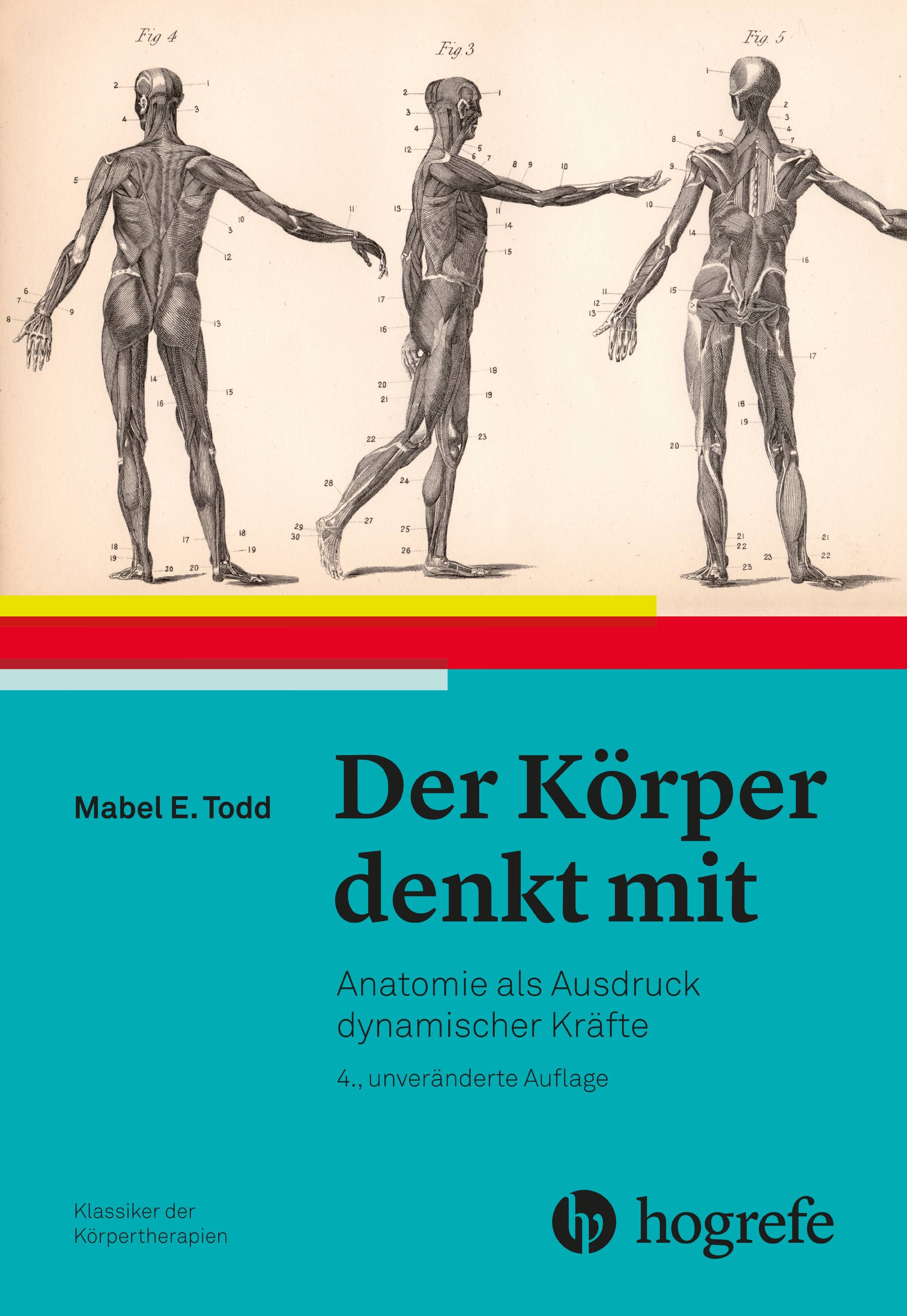 Der Körper denkt mit Anatomie als Ausdruck dynamischer Kräfte