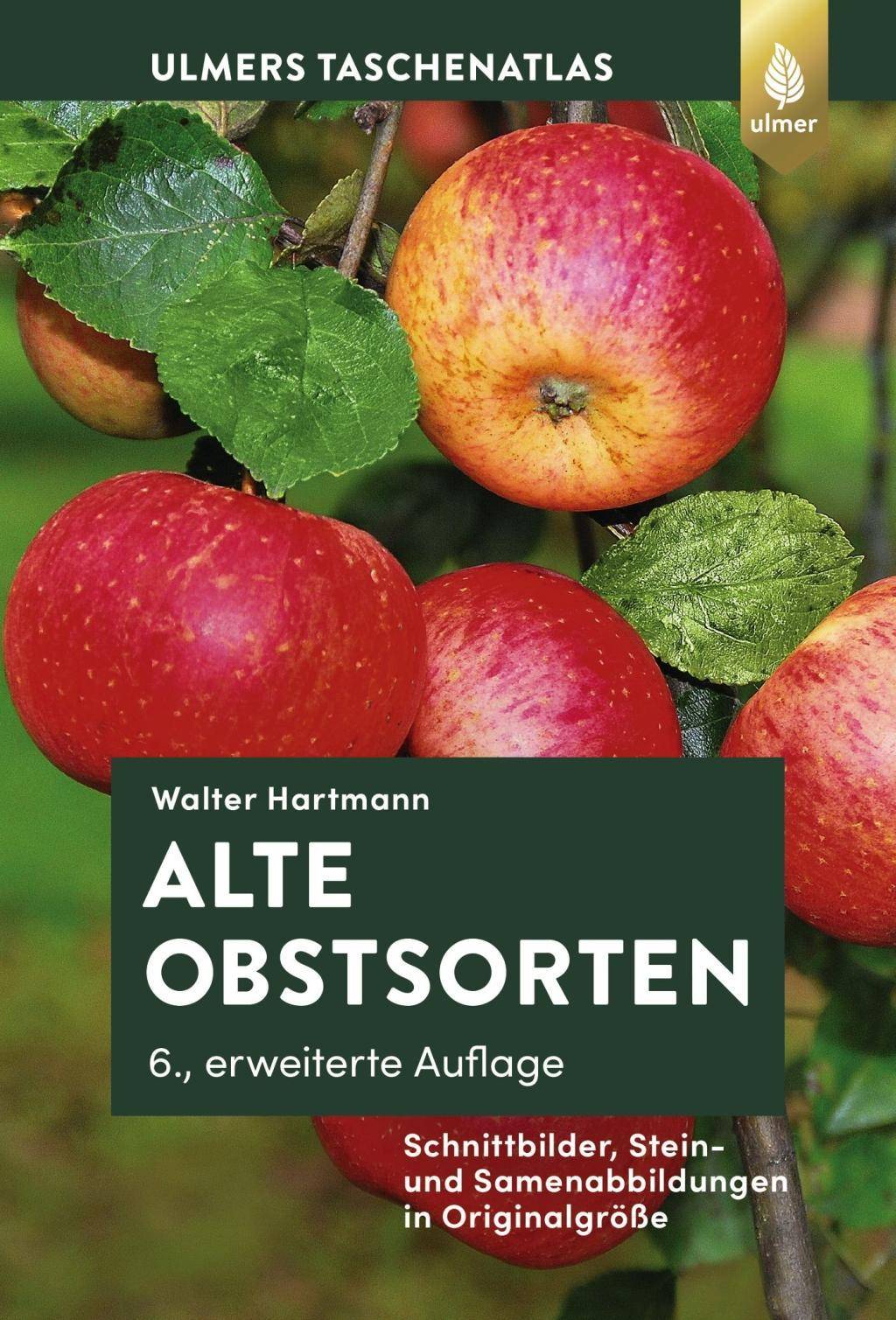 Alte Obstsorten Schnittbilder, Stein- und Samenabbildungen in Originalgröße