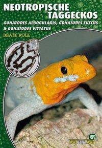 Neotropische Taggeckos Gonatodes albogularis, Gonatodes fuscus & Gonatodes vittatus