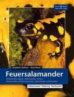 Feuersalamander Salamandra algira, Salamandra corsica, Salamandra infraimmaculata, Salamandra salamandra