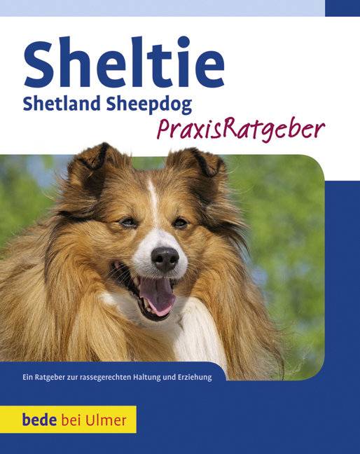 Sheltie Shetland Sheepdog