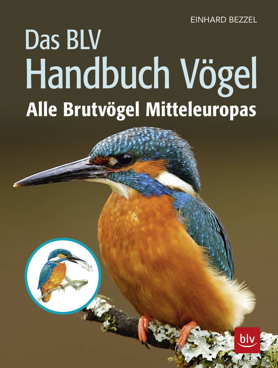 Das BLV Handbuch Vögel Alle Brutvögel Mitteleuropas