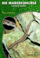Die Mauereidechse Podarcis muralis