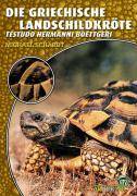 Die Griechische Landschildkröte Testudo hermanni boettgeri