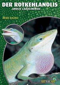 Der Rotkehlanolis Anolis carolinensis