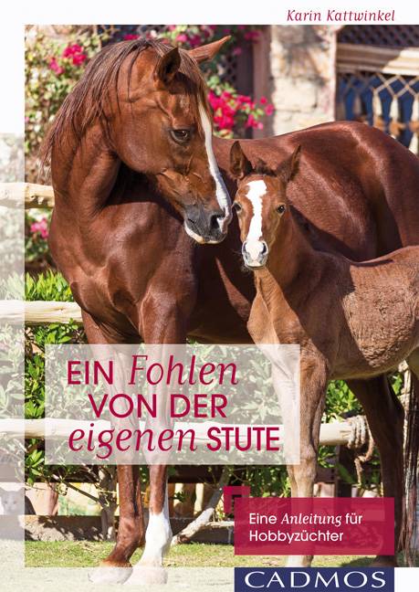 Ein Fohlen von der eigenen Stute Eine Anleitung für Hobbyzüchter