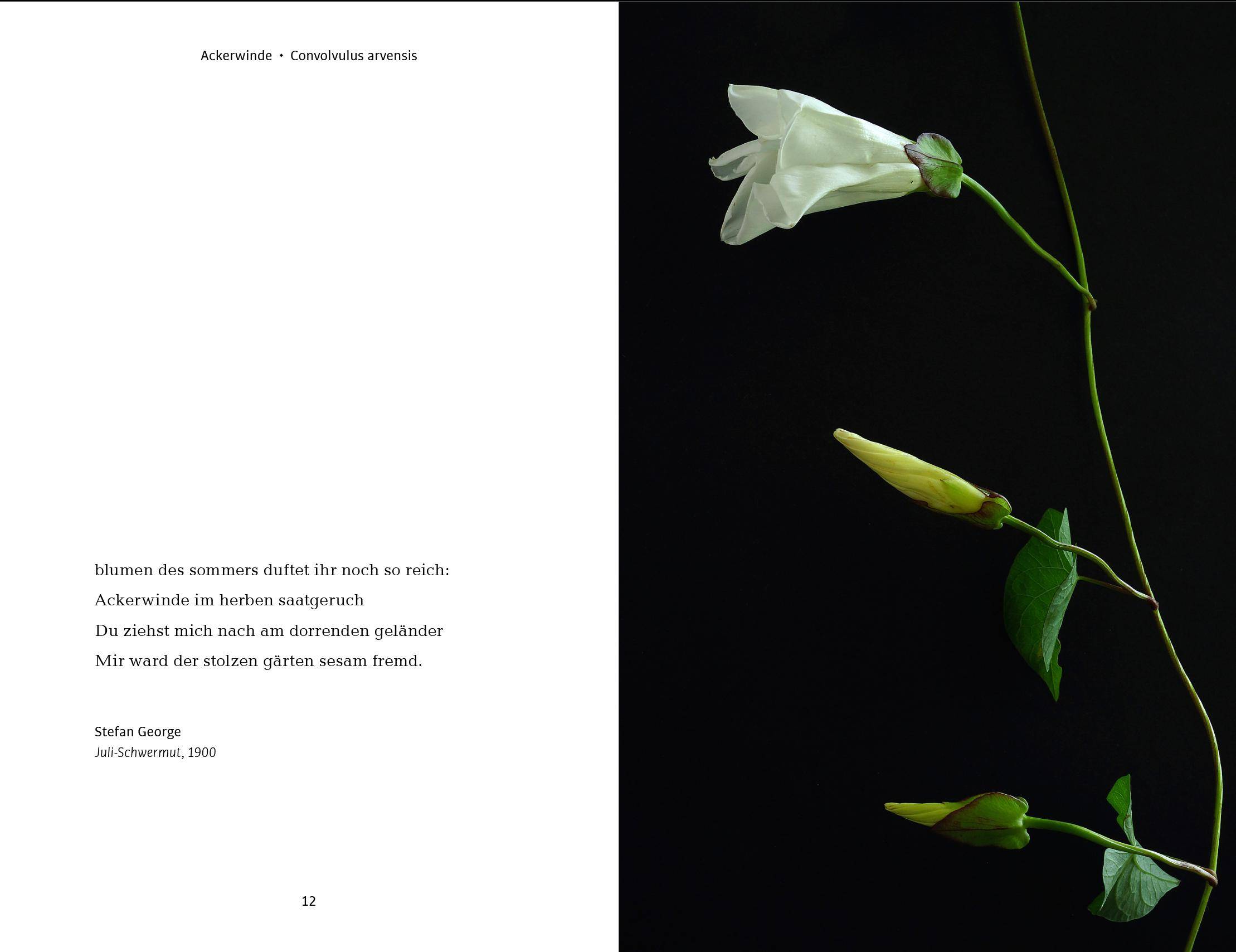 Wildblumen