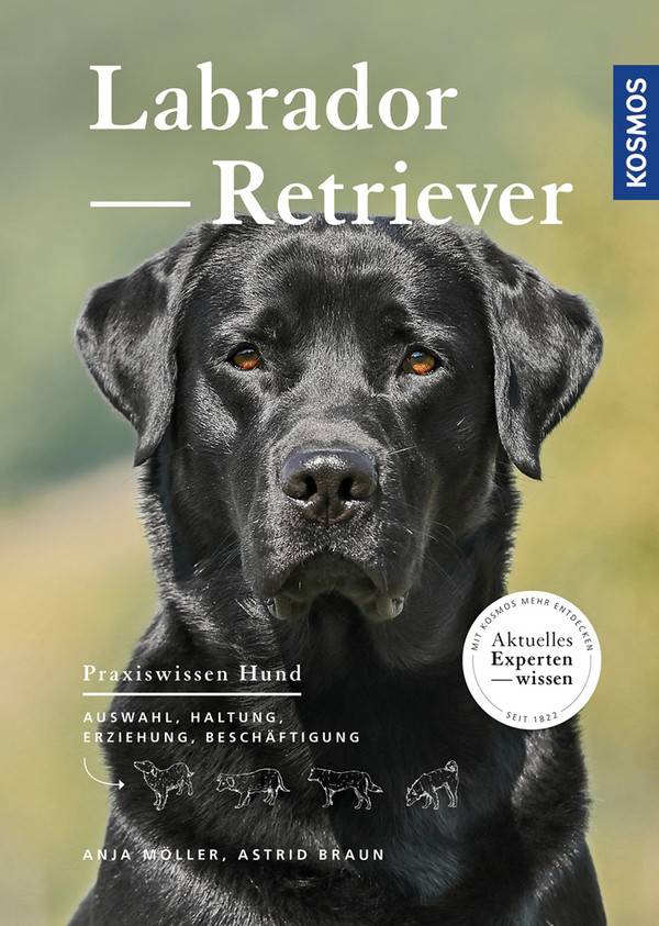 Labrador Retriever Auswahl, Haltung, Erziehung, Beschäftigung