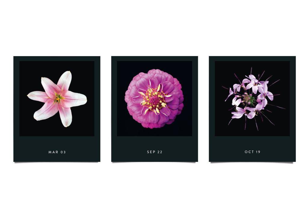 Flamboyant Flowers A Flower A Day