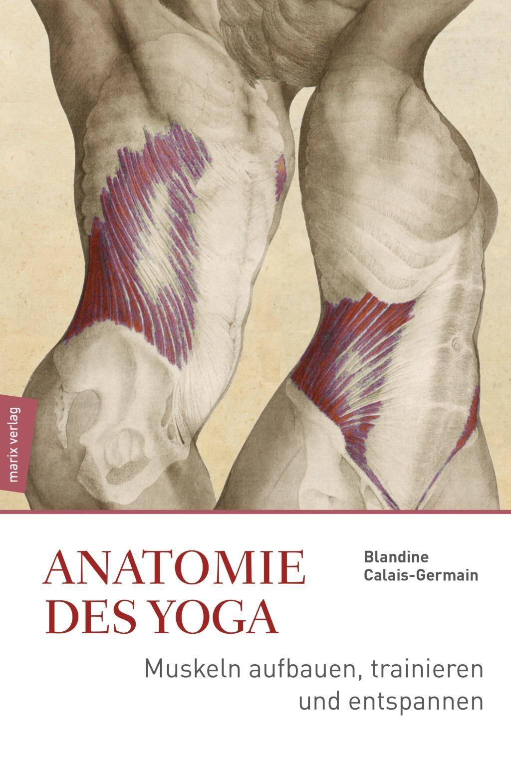 Anatomie im Yoga Muskeln aufbauen, trainieren und entspannen