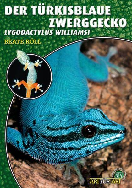 Der Türkisblaue Zwerggecko Lygodactylus williamsi
