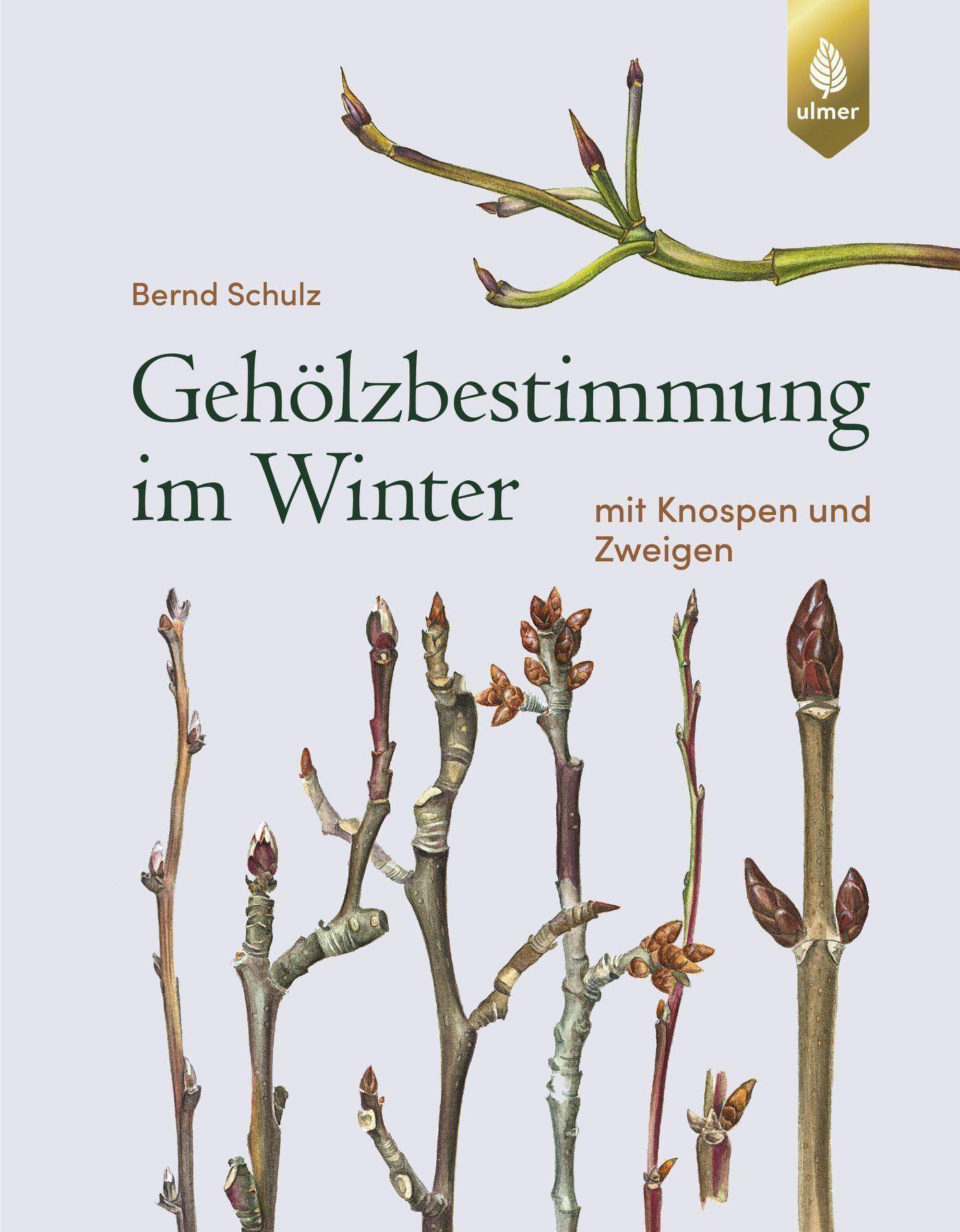 Gehölzbestimmung im Winter mit Knospen und Zweigen