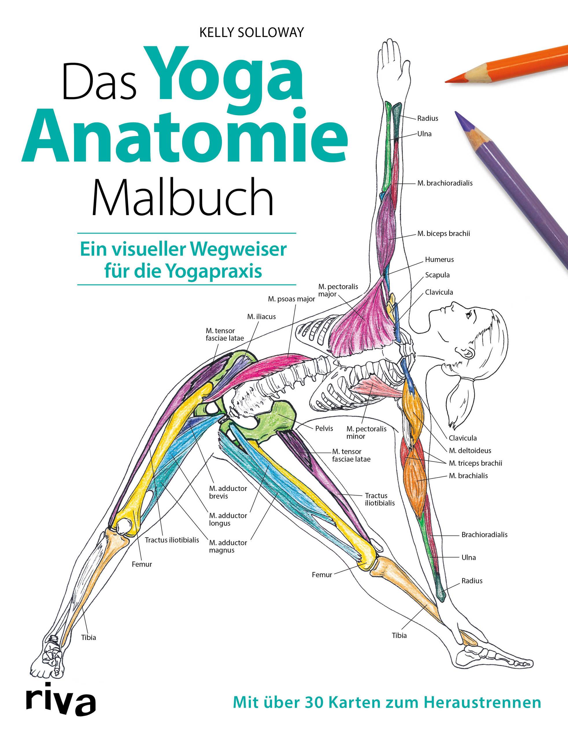 Das Yoga-Anatomie-Malbuch Ein visueller Wegweiser für die Yogapraxis. Mit über 30 Karten zum Heraustrennen