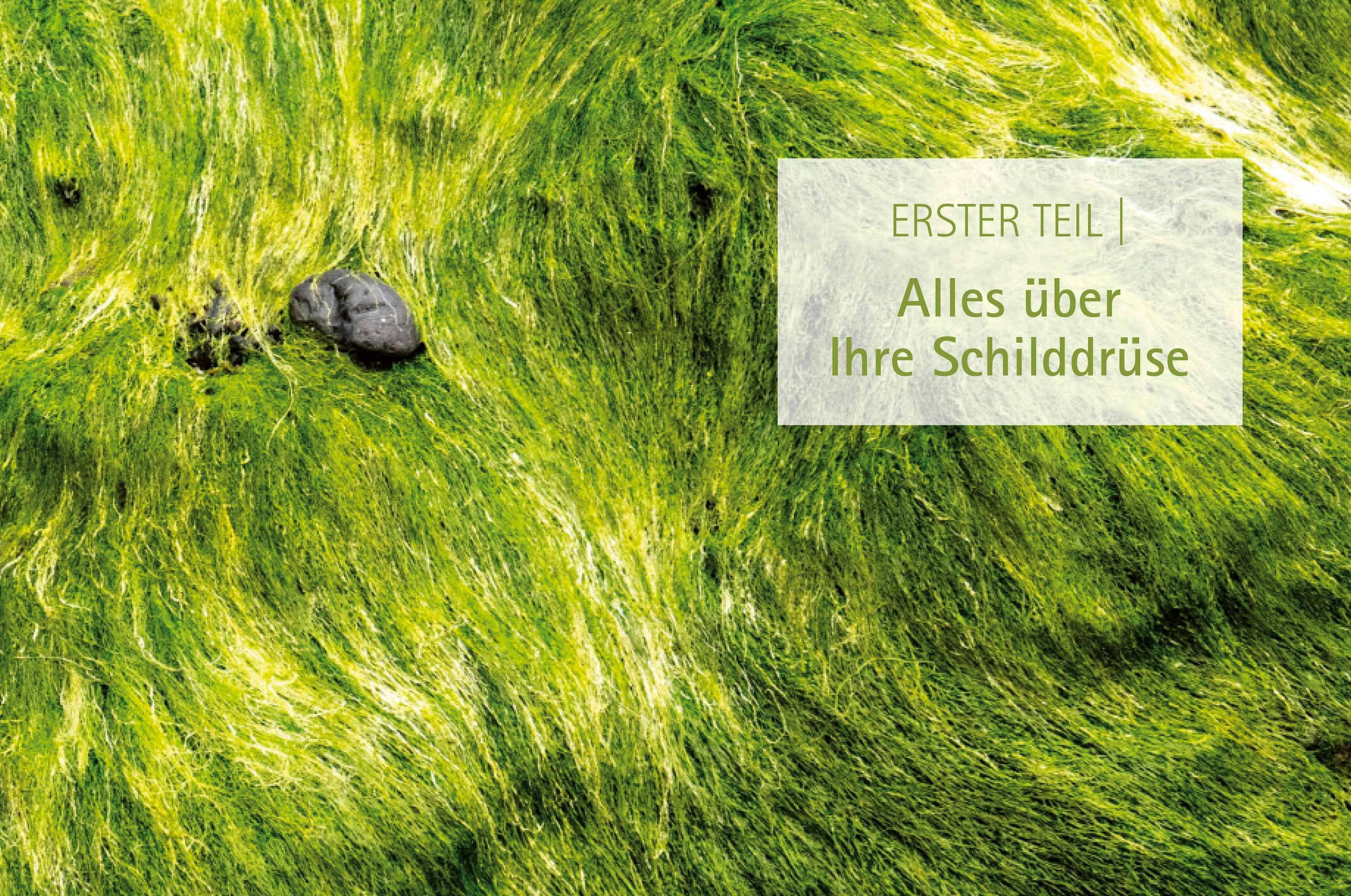 Heile deine Schilddrüse Die Wahrheit über Hashimoto, Über- und Unterfunktion, Schilddrüsenknoten, -tumoren und -zysten