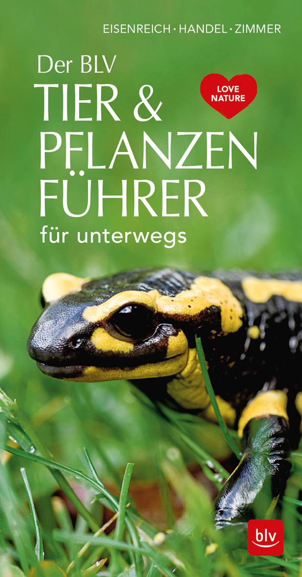 Der BLV Tier & Pflanzenführer für unterwegs für unterwegs